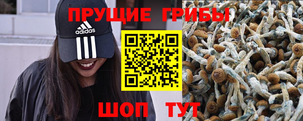 Галлюциногенные грибы GOLDEN TEACHER  Вход с VPN  Кудрово  Галлюциногенные грибы мухоморы 